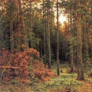 322. Сосновый лес1885