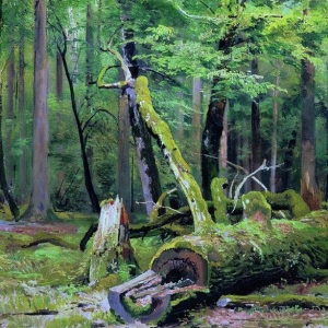 331. Срубленный дуб в Беловежской пуще 1892