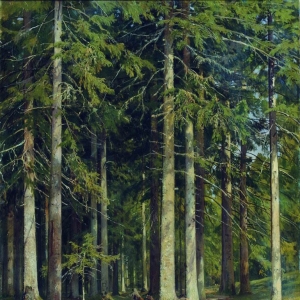 87. Еловый лес 1891 109х85