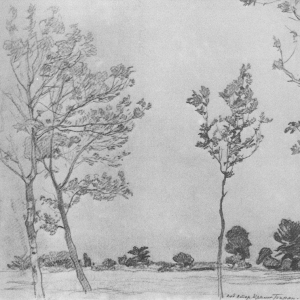 Деревья в Баран-Эли. 1906
