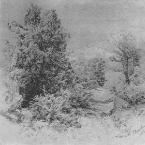 Рисунок деревьев. 1893