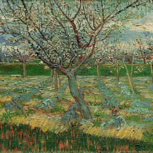 6. Ван Гог - Абрикосовые деревья в цвету