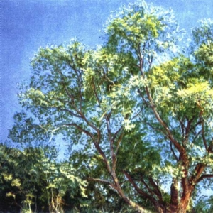 Наружное дерево парка Киджи