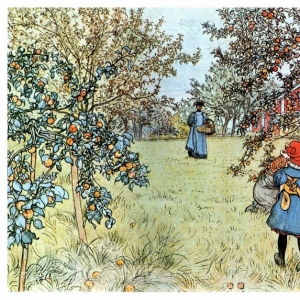 Карл Ларсон - Сбор урожая яблок, 1903